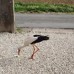 Au Pays Des Cigognes