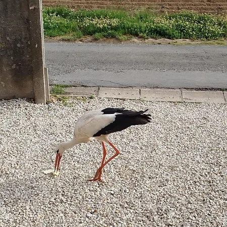 Au Pays Des Cigognes