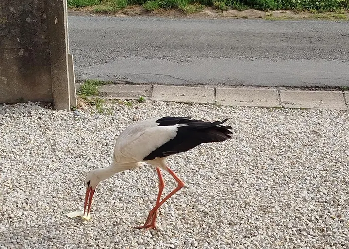 Au Pays Des Cigognes